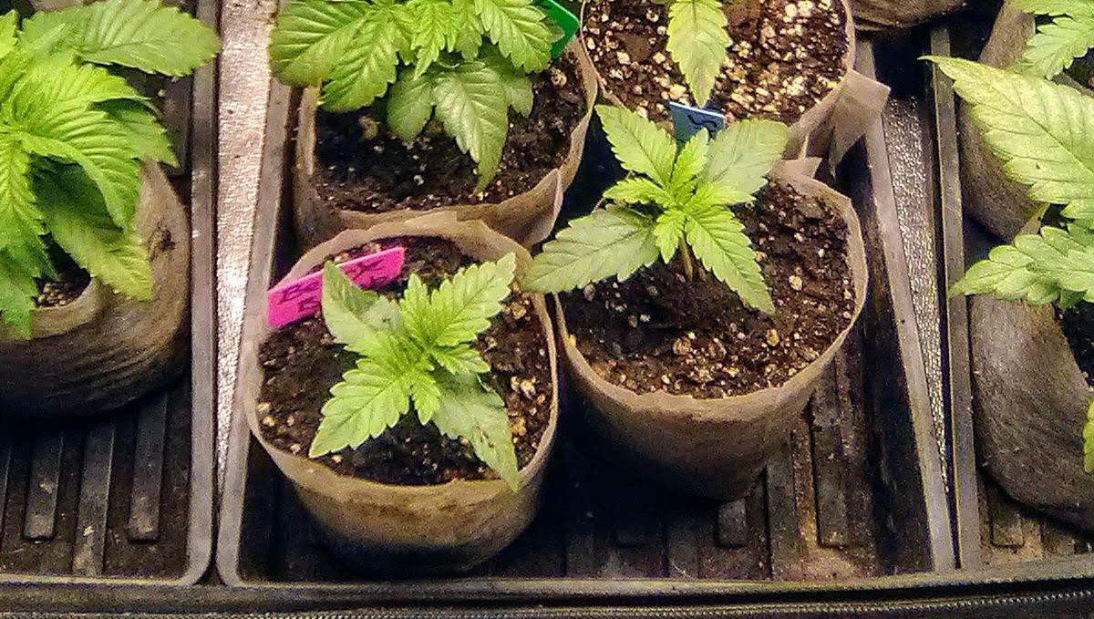 Strawberry Pie Auto Cannabis Strain Week-by-Week Guide: Young autoflowers in starter bags Strawberry Pie Auto Cannabis Strain Week-by-Week Guide: Young autoflowers in starter bags