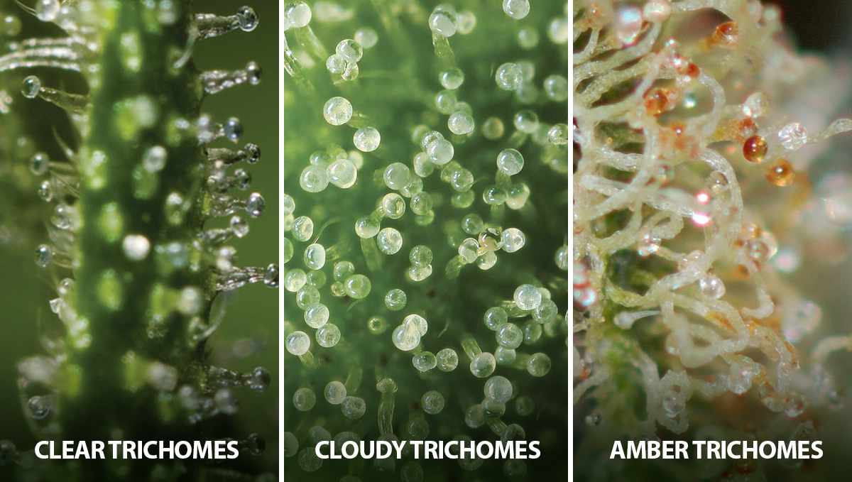 Autoflowering Cannabis: states of the trichomes