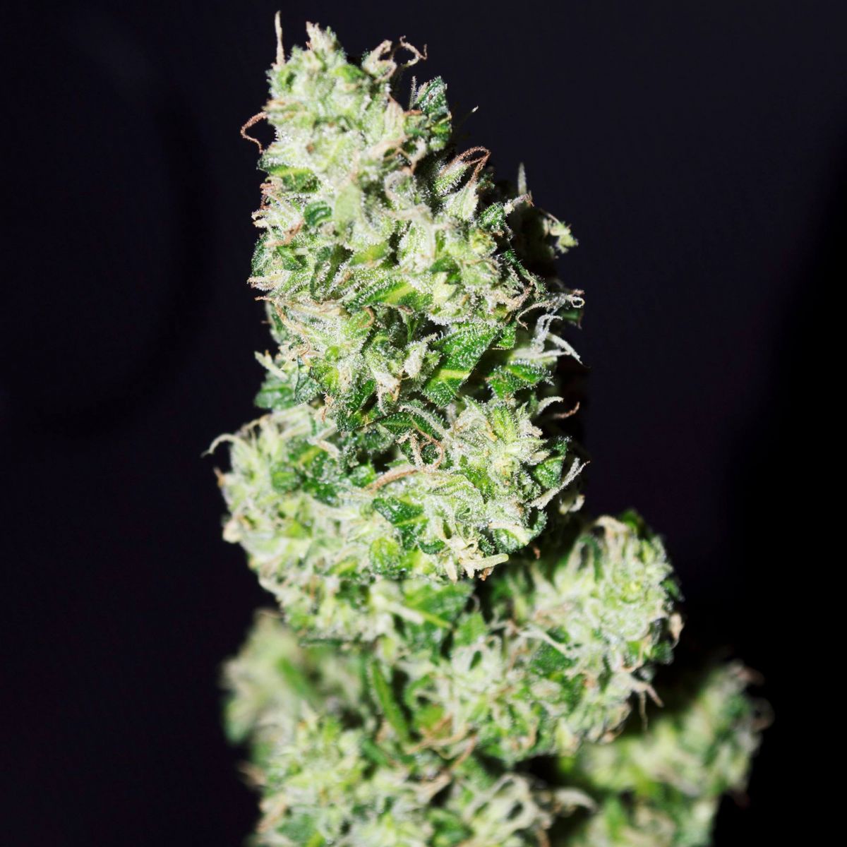 Autoflowering CBD Crack from Fast Buds. Grown by Rootocure.