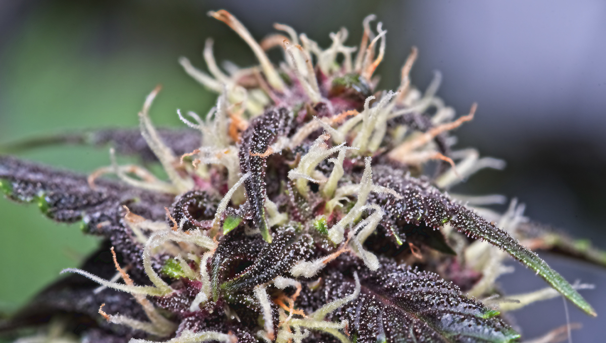 Cannabis plants anatomy: pistils and stigmas
