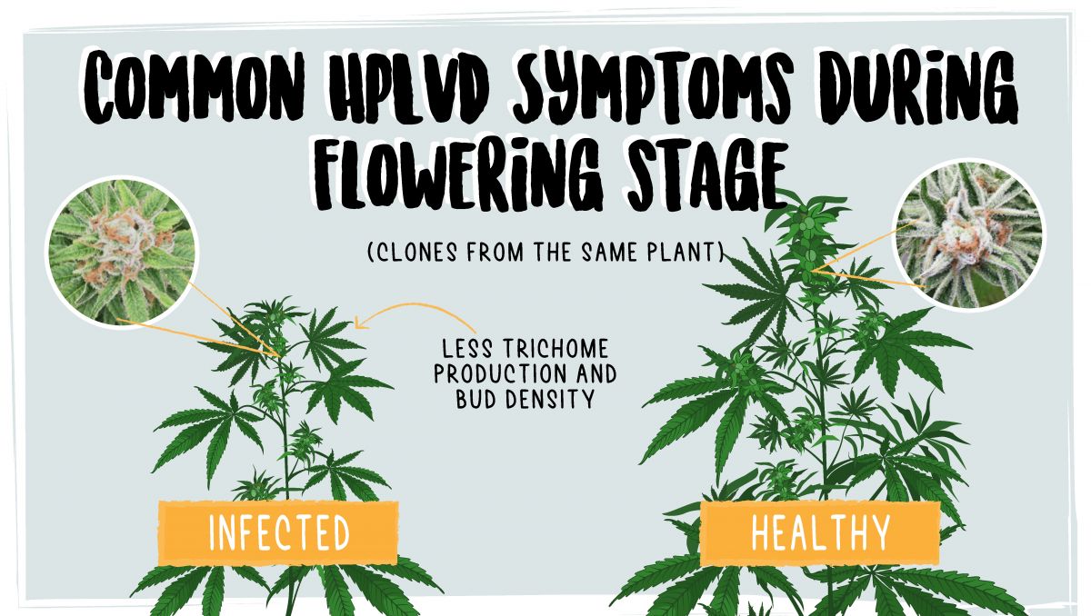 Hop latent viroid: symptoms in the flowering stage