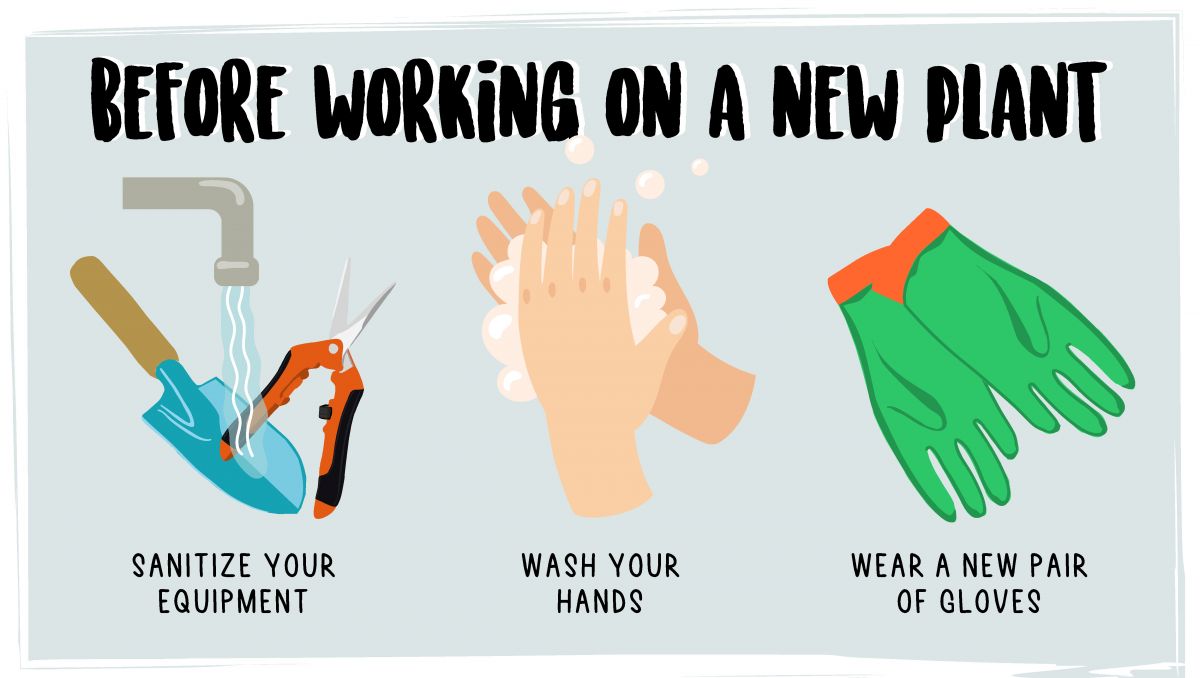 Hop latent viroid: prevention