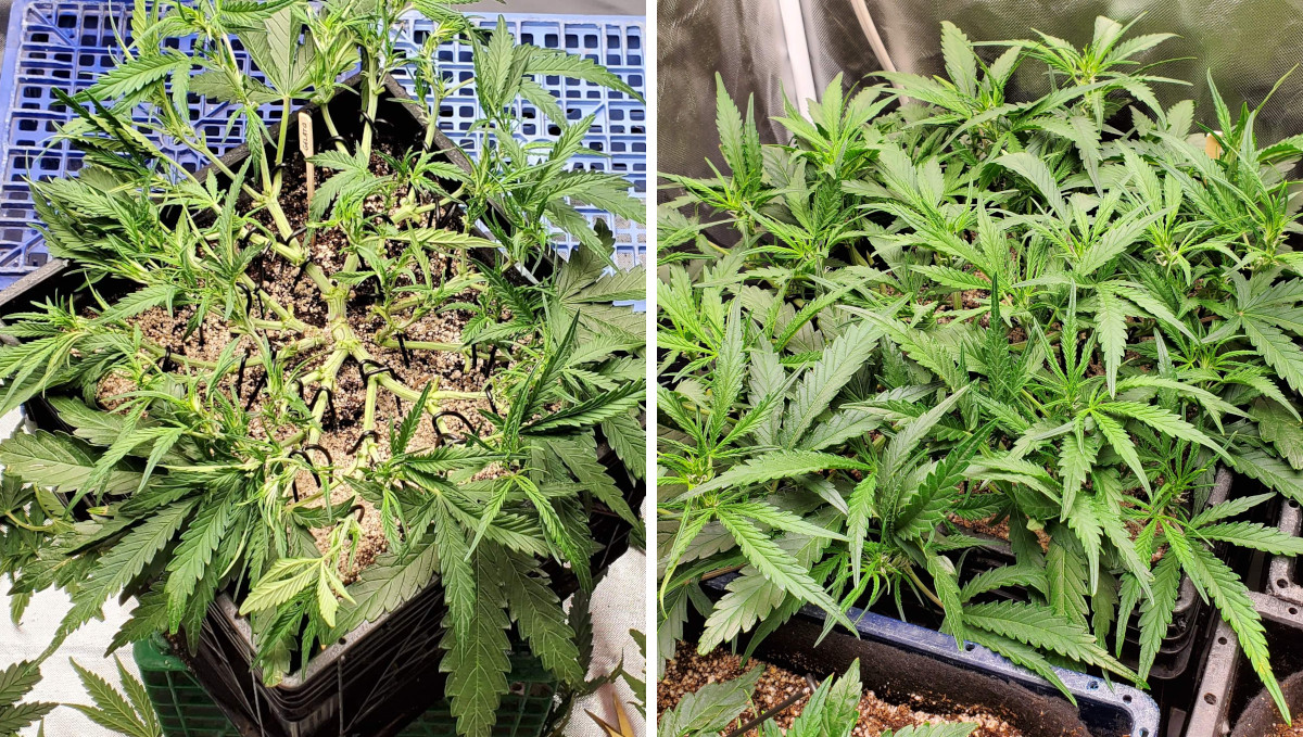 Gelato Auto Cannabis Strain Week-by-Week Guide: A manifolded autoflower after a defoliation and the subsequent recovery Gelato Auto Cannabis Strain Week-by-Week Guide: A manifolded autoflower after a defoliation and the subsequent recovery