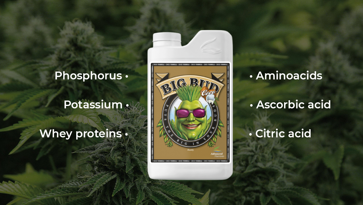 Advanced nutrients for autoflowers: big bud