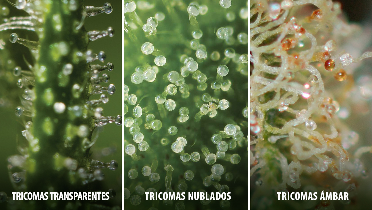 Cosecha tu cannabis autofloreciente: estados de los tricomas Cosecha tu cannabis autofloreciente: estados de los tricomas