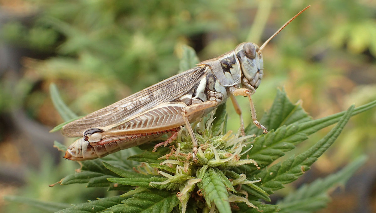 The first sign of a grasshopper pest nearby is the chirping sound at night. The first sign of a grasshopper pest nearby is the chirping sound at night.