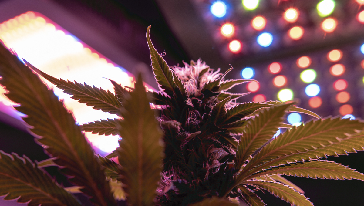 Grow Autoflowers with LEDs: leds with better features