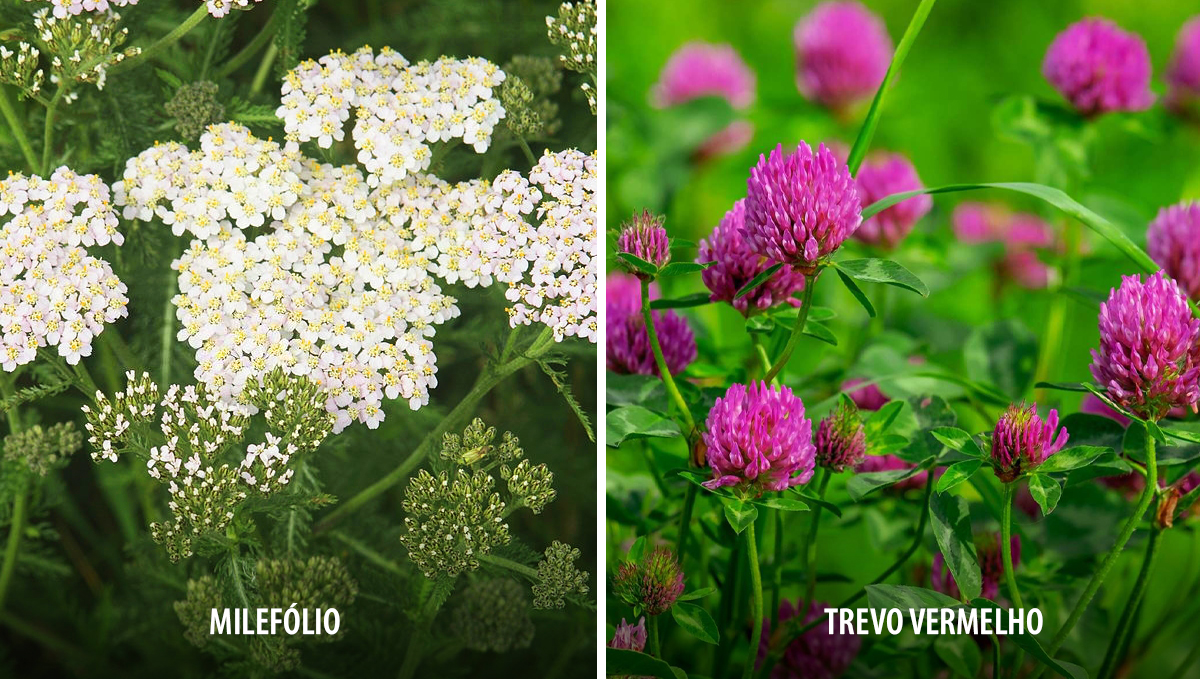 Plantas companheiras para cannabis: fixadoras de nitrogénio