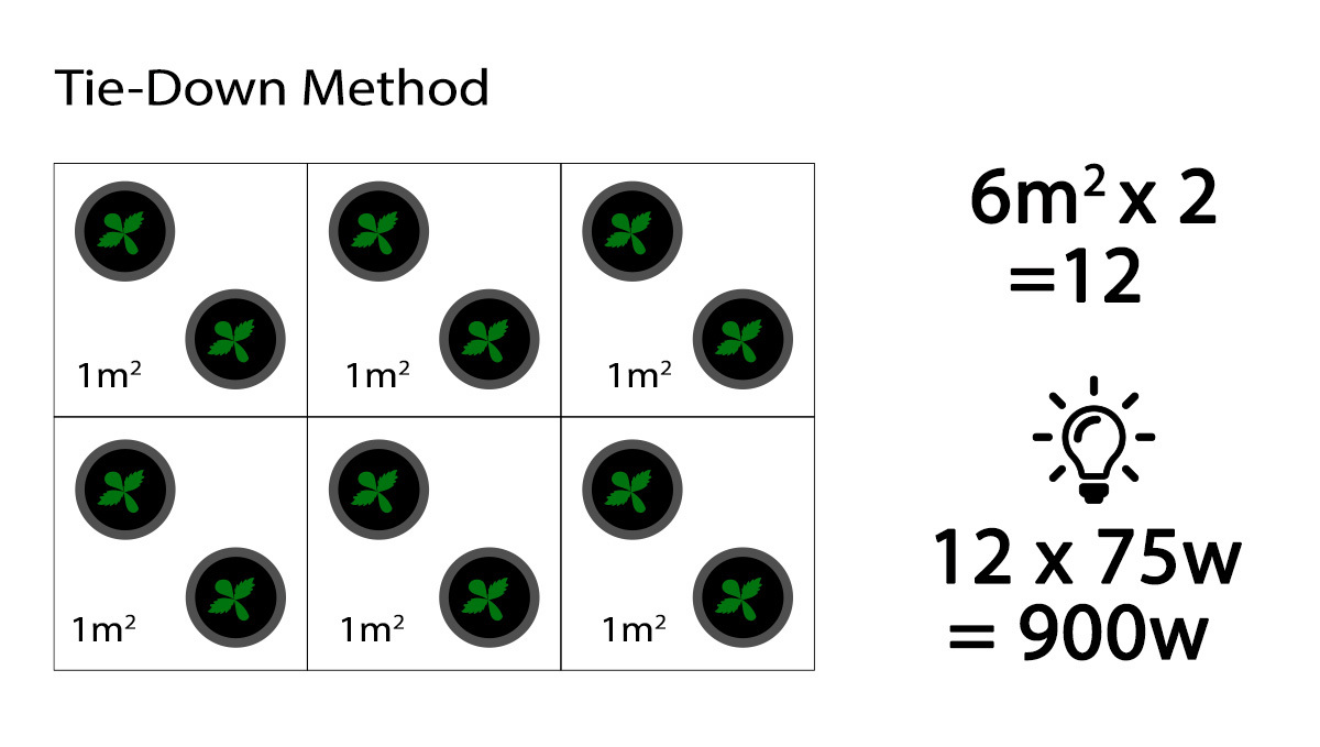 How many autoflowers in a square meter: Wattage needed when tying branches