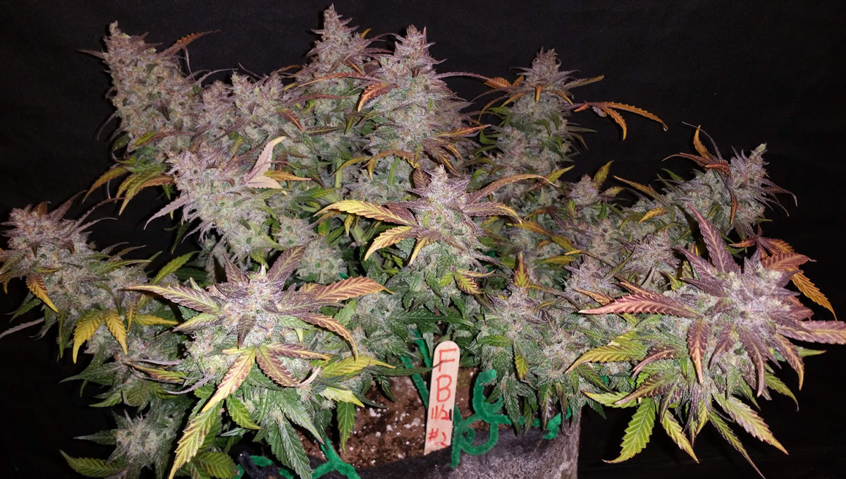 Five shortest autoflower strains: fastberry auto Five shortest autoflower strains: fastberry auto