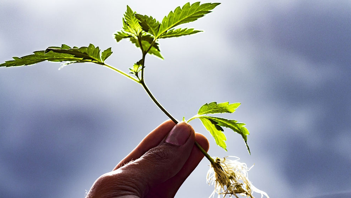 Mother plant care: clone the plant