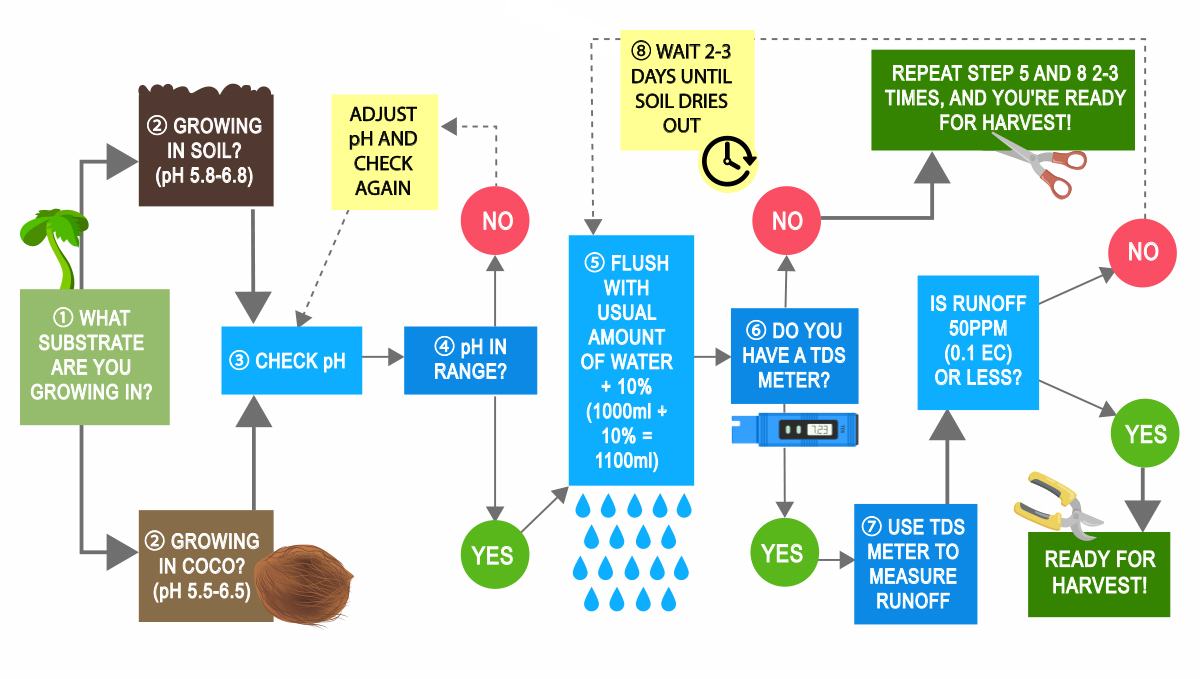 How to flush autoflowers: how to flush autoflowering cannabis