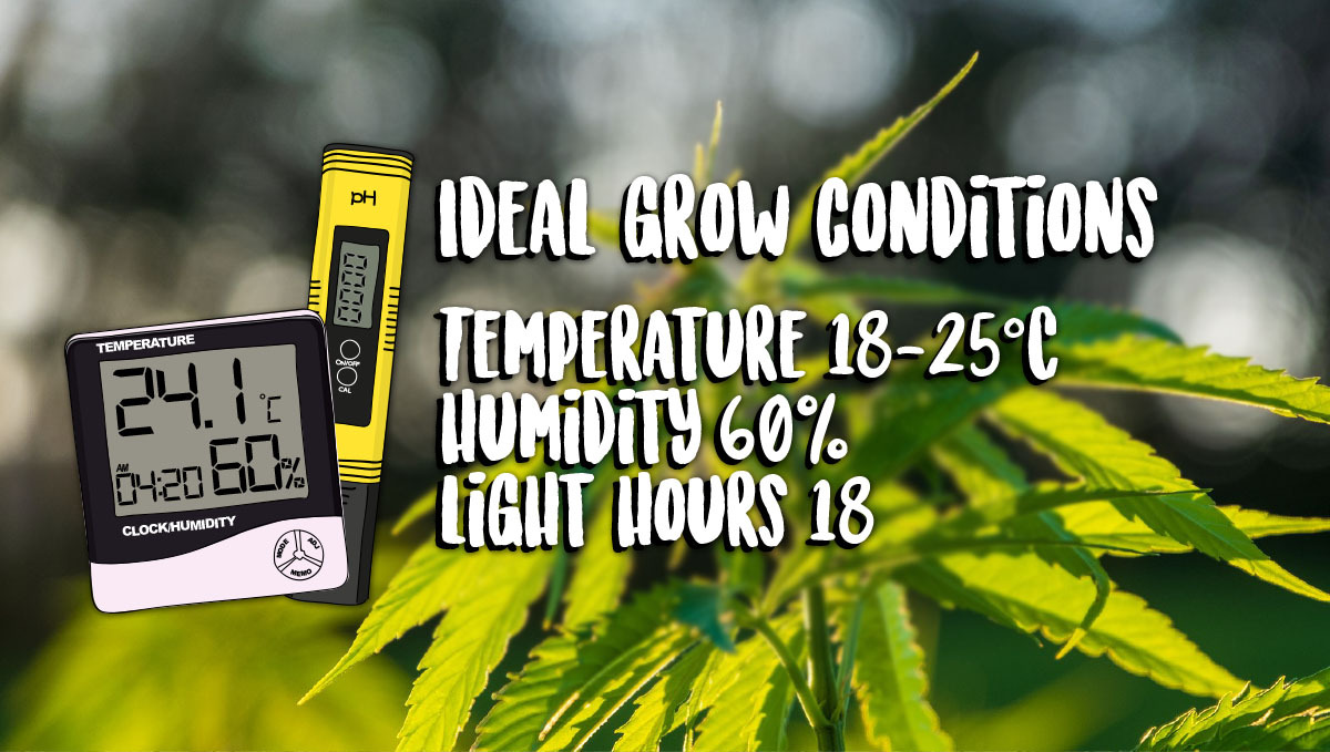 Pěstování samonakvétacího konopí venku: optimální podmínky pro konopí Pěstování samonakvétacího konopí venku: optimální podmínky pro konopí