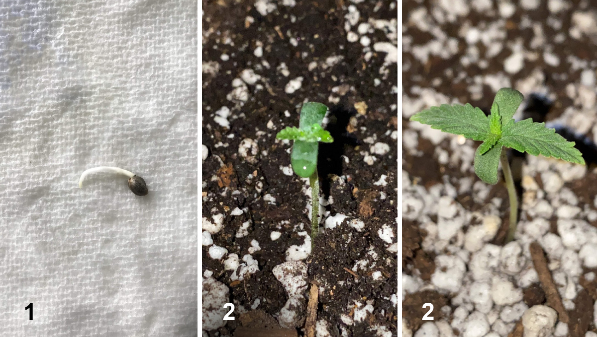 Northern Lights: week 1