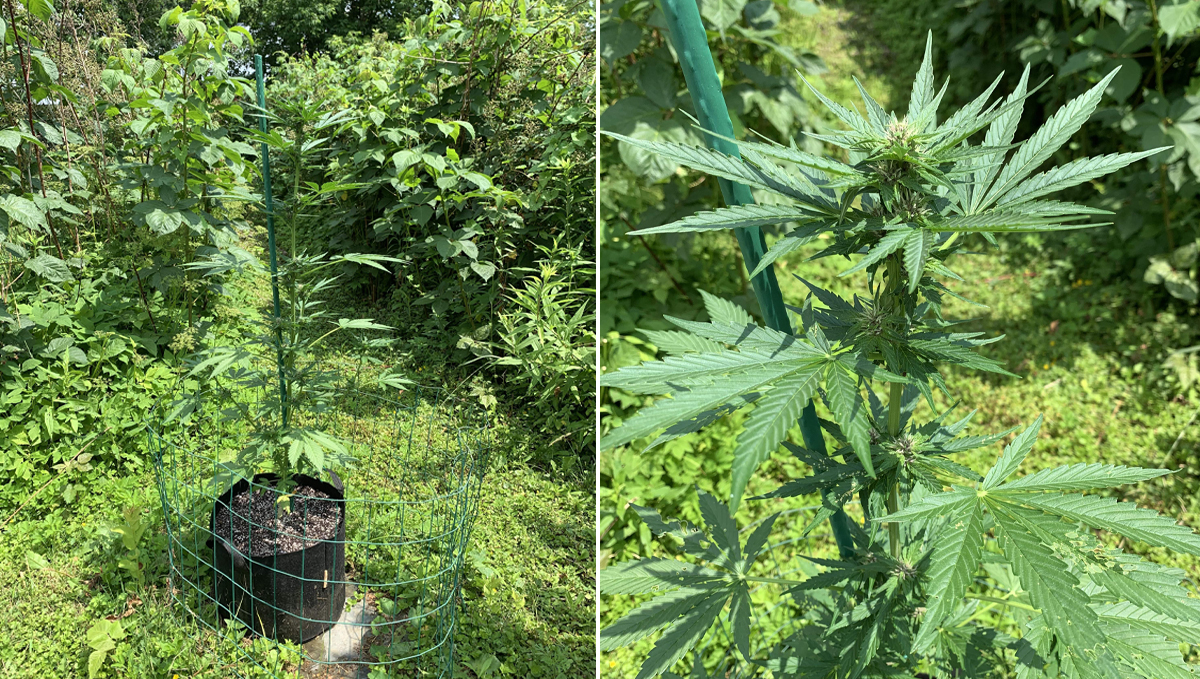 Growing Autoflowering Cannabis Outdoors: supporting plants with stakes Growing Autoflowering Cannabis Outdoors: supporting plants with stakes