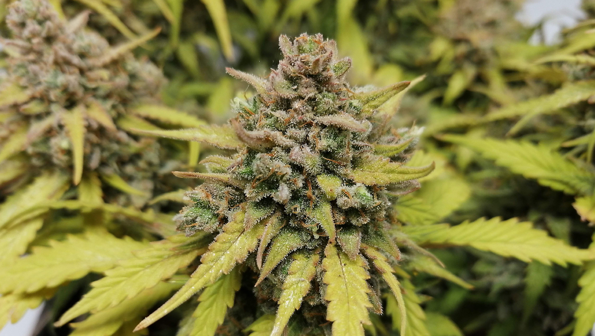 Top 10 cheap seeds: amnesia haze auto