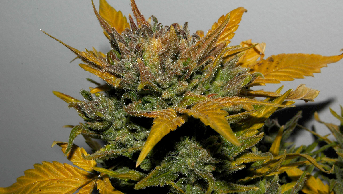 Top 10 cheap seeds: northern lights auto