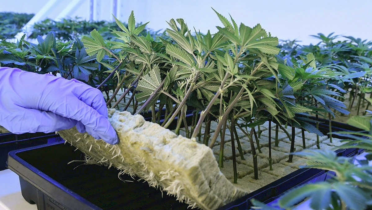 Using Feminized seeds or clones