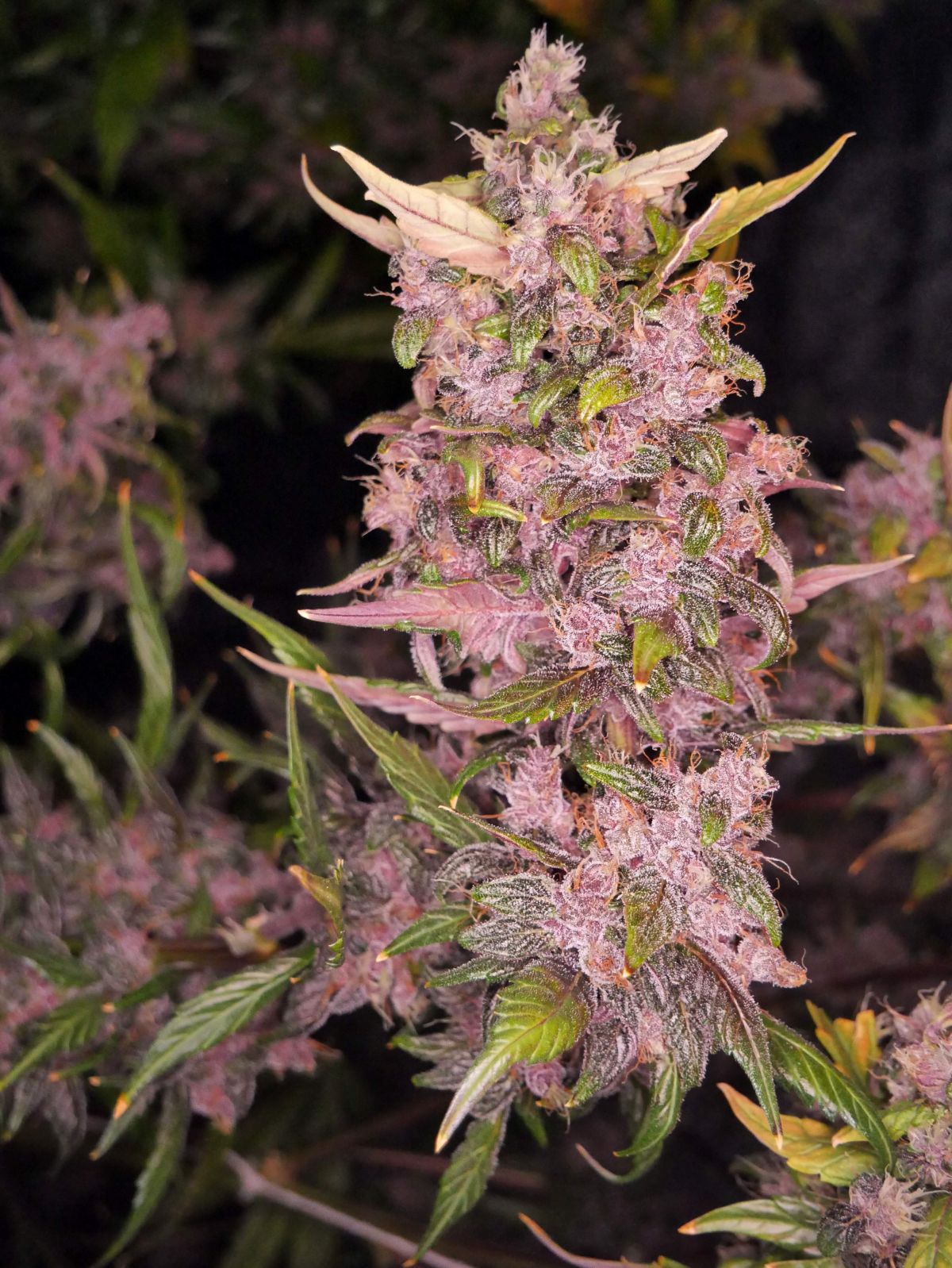 muguri ai plantei de recoltare gata de recoltare