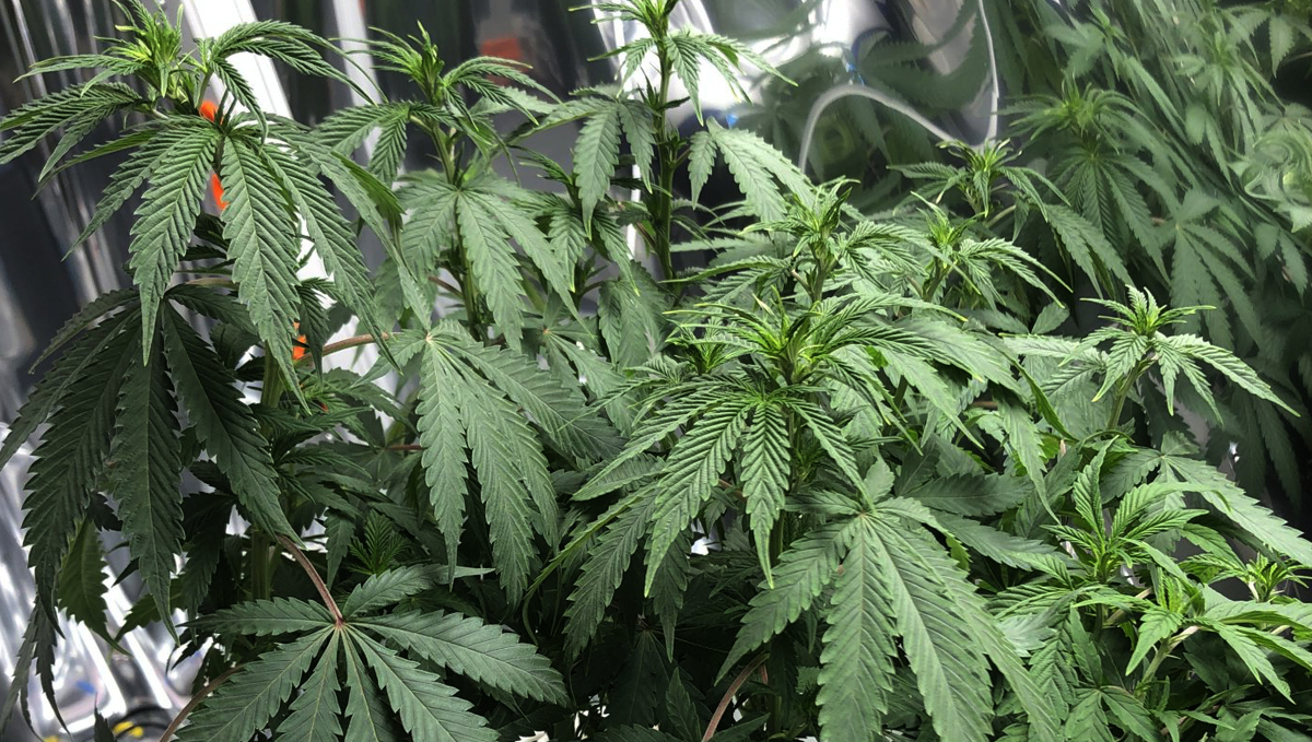 Anzeichen von Unterwässerung deiner Cannabispflanzen Anzeichen von Unterwässerung deiner Cannabispflanzen