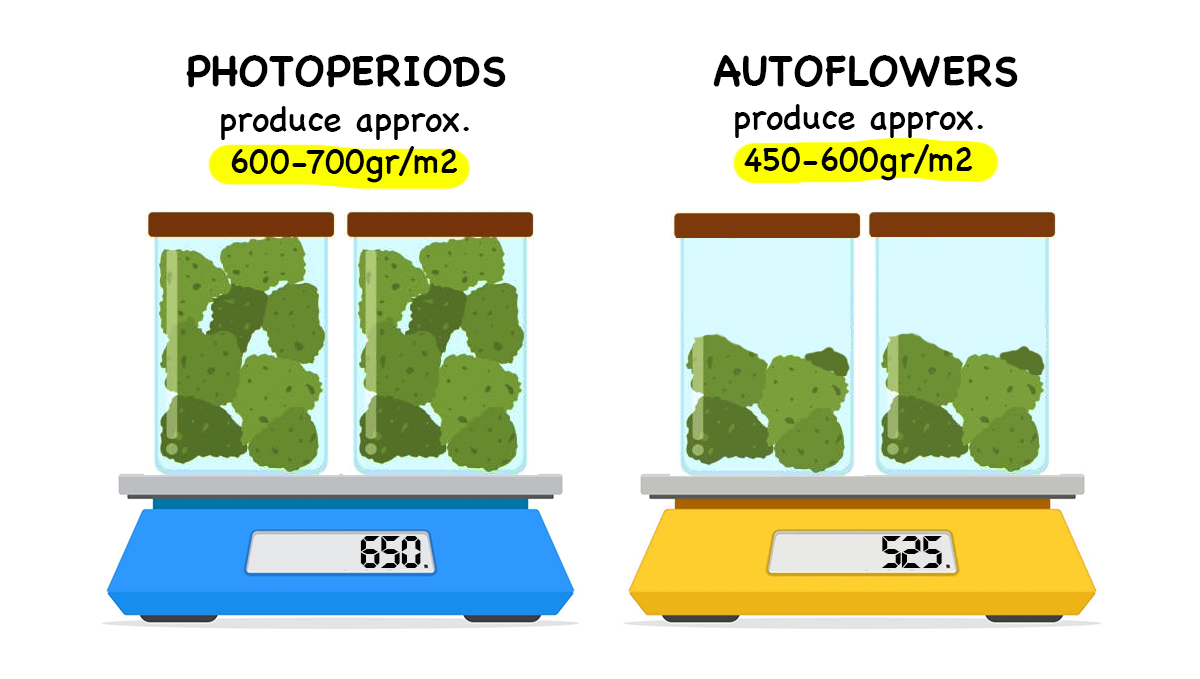 Fotoperiódicas vs autoflorecientes: rendimientos Fotoperiódicas vs autoflorecientes: rendimientos