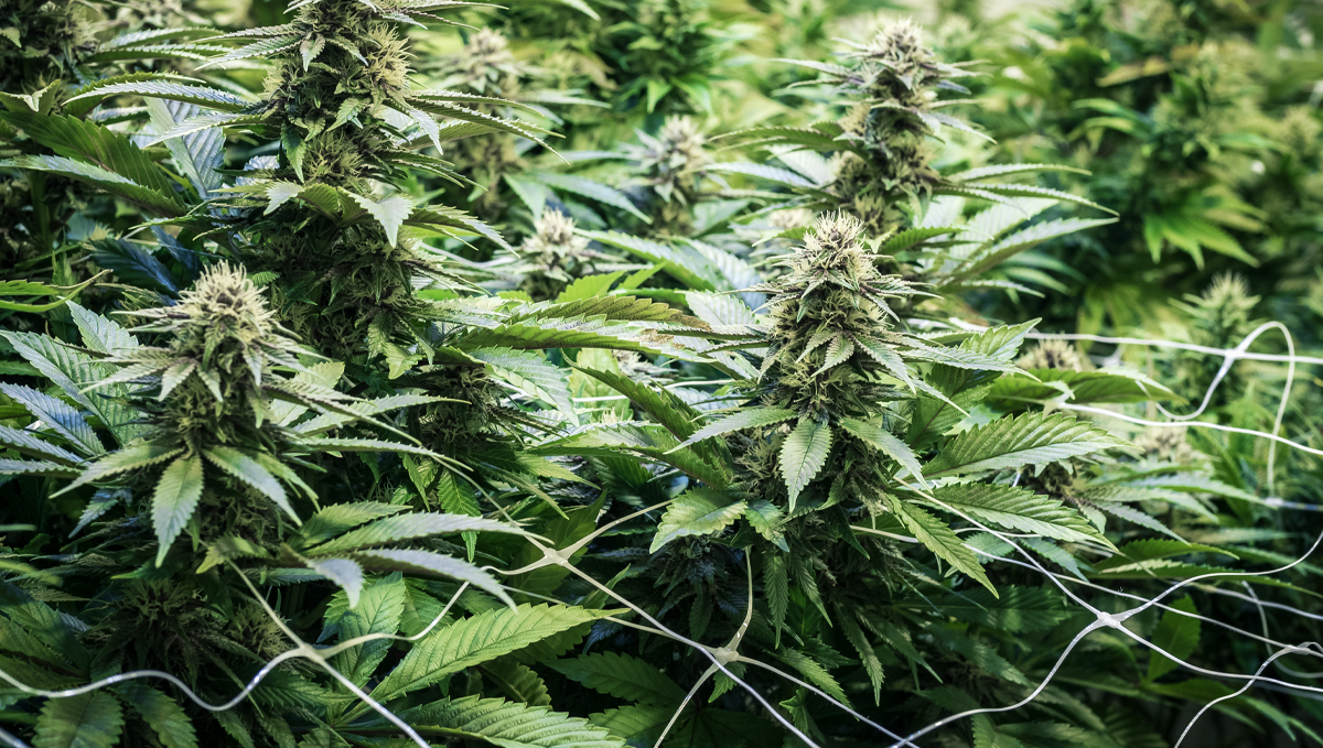 How to increase thc: scrog How to increase thc: scrog