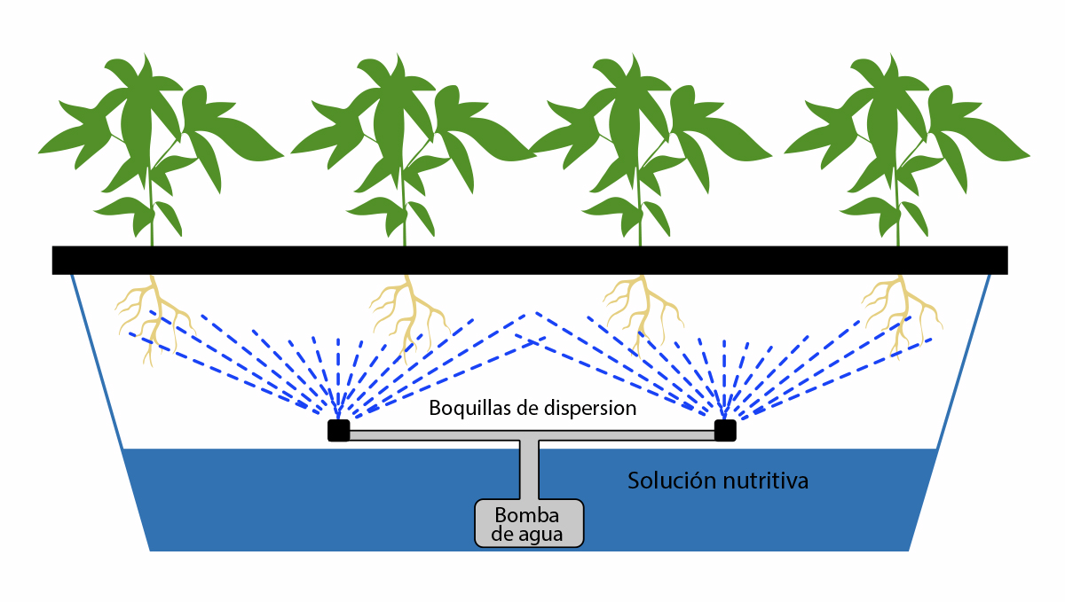 Cannabis autofloreciente en hidro: aeroponía
