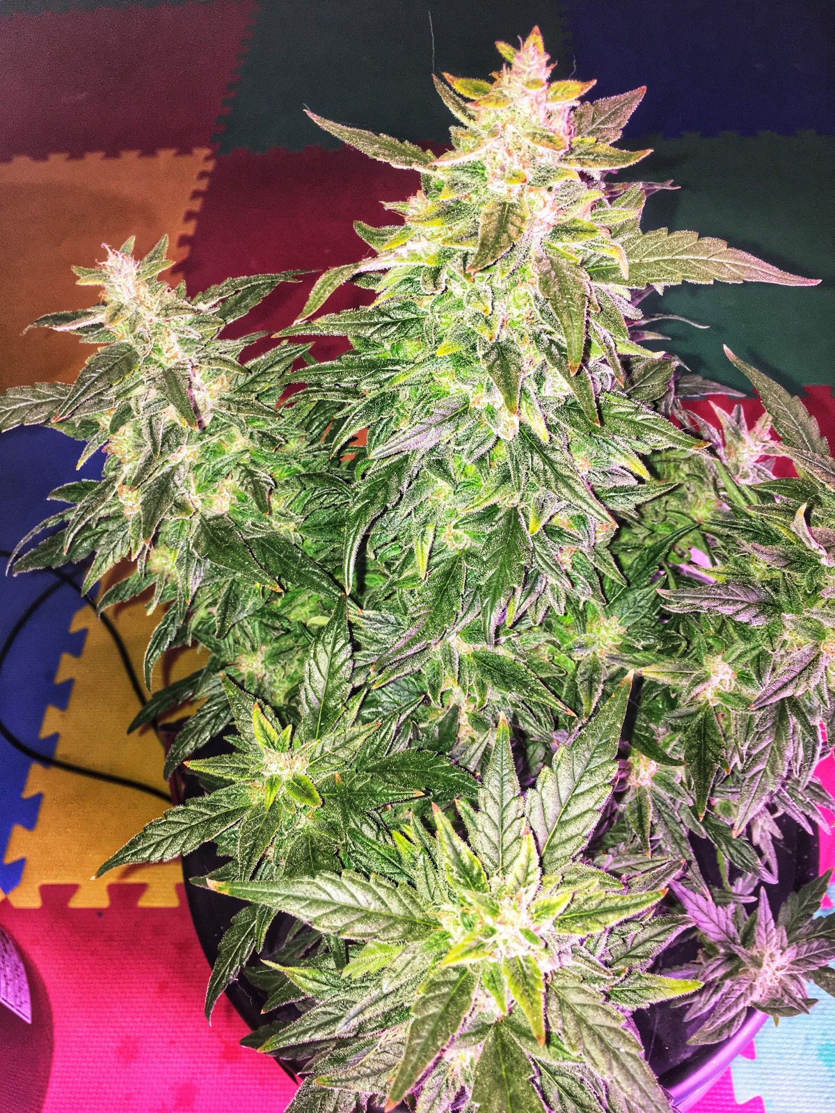 z thebudshiperer.jpg Fastbuds Z by thebudwhisperer