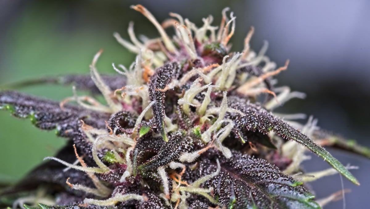 How to Increase THC in your Cannabis Plants? | Fast Buds