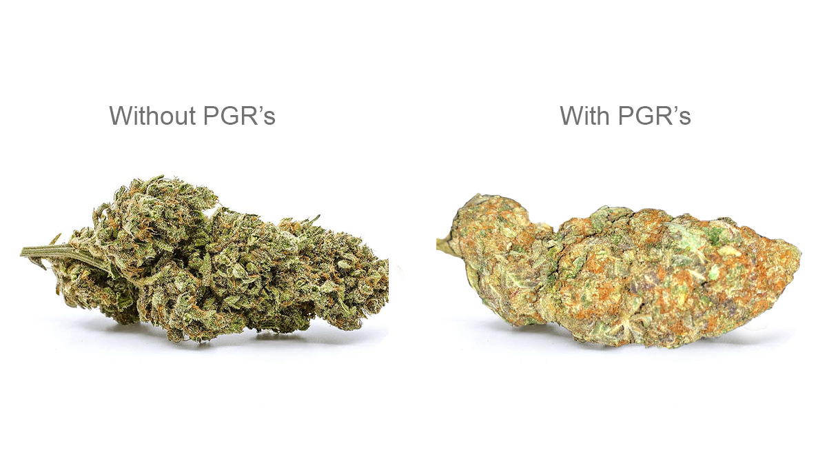 PGR Weed – What Is Plant Growth Regulators and How to Spot it: A side-by-side comparison of natural and PGR buds PGR Weed – What Is Plant Growth Regulators and How to Spot it: A side-by-side comparison of natural and PGR buds