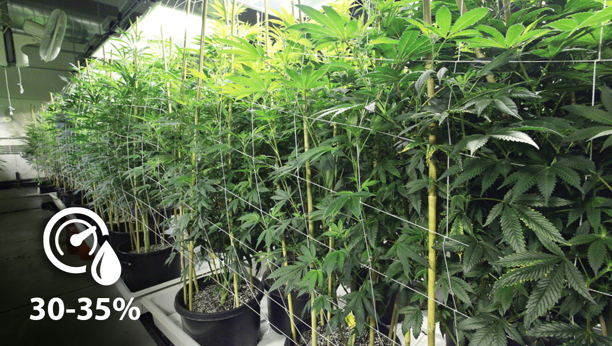 Optimal humidity 30-35%