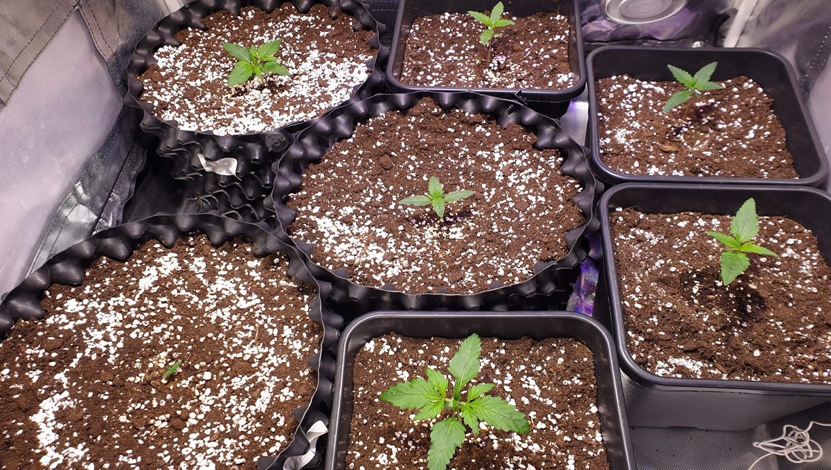 Northern Lights: week 2