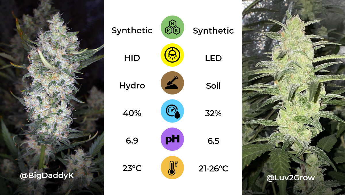 Genotype and phenotype: examples Genotype and phenotype: examples