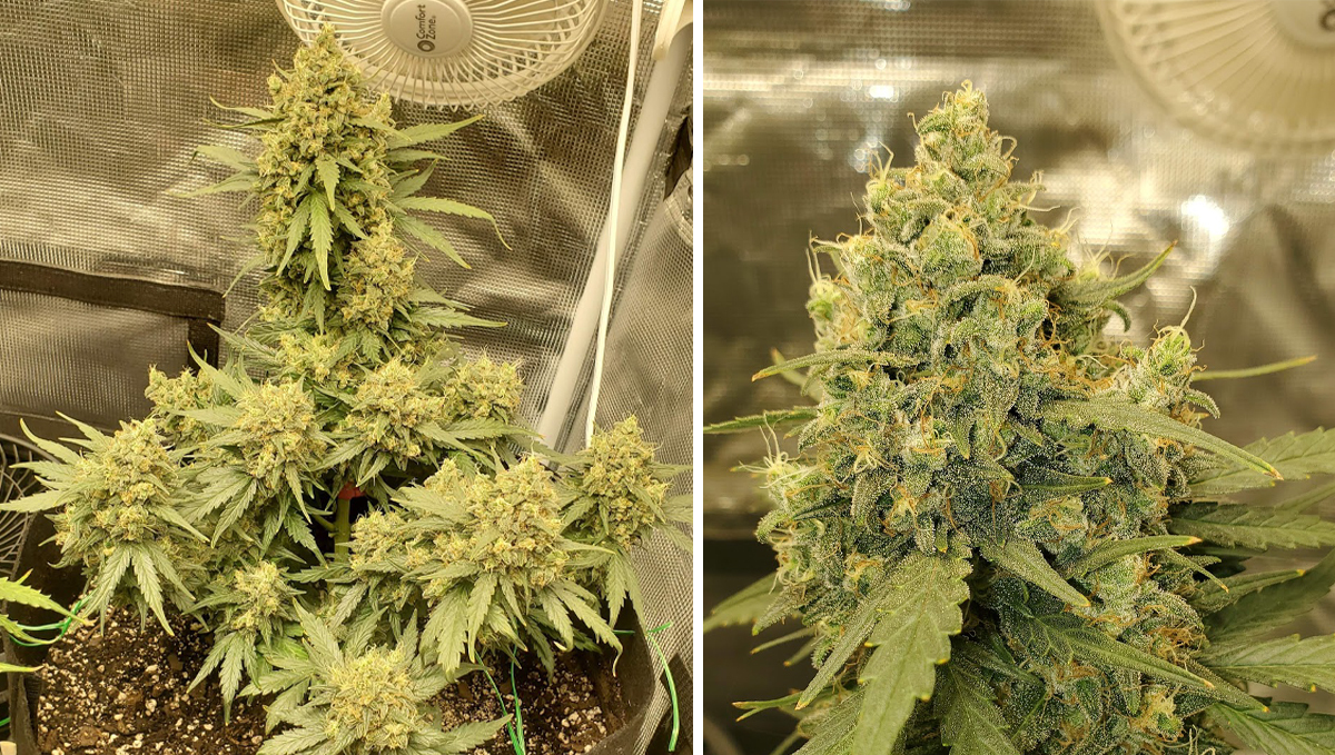 How to tell when autoflower is flowering: week 8 How to tell when autoflower is flowering: week 8