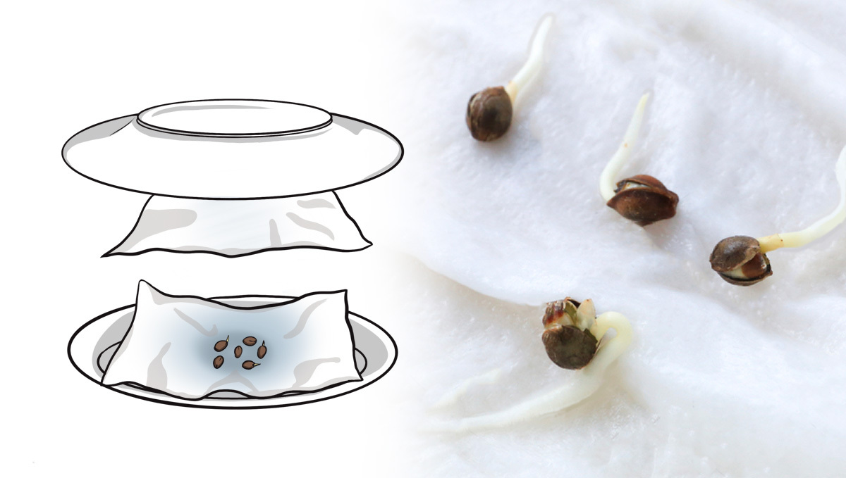 Illustration der Papierhandtuch-Keimmethode