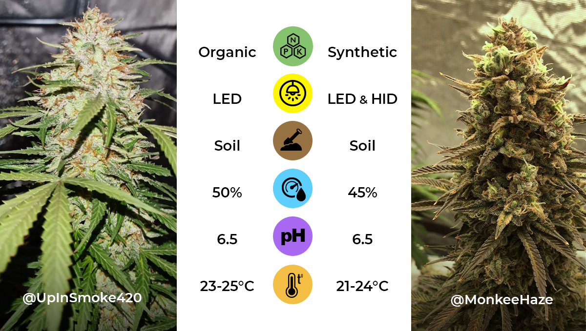 Genotype and phenotype: examples Genotype and phenotype: examples
