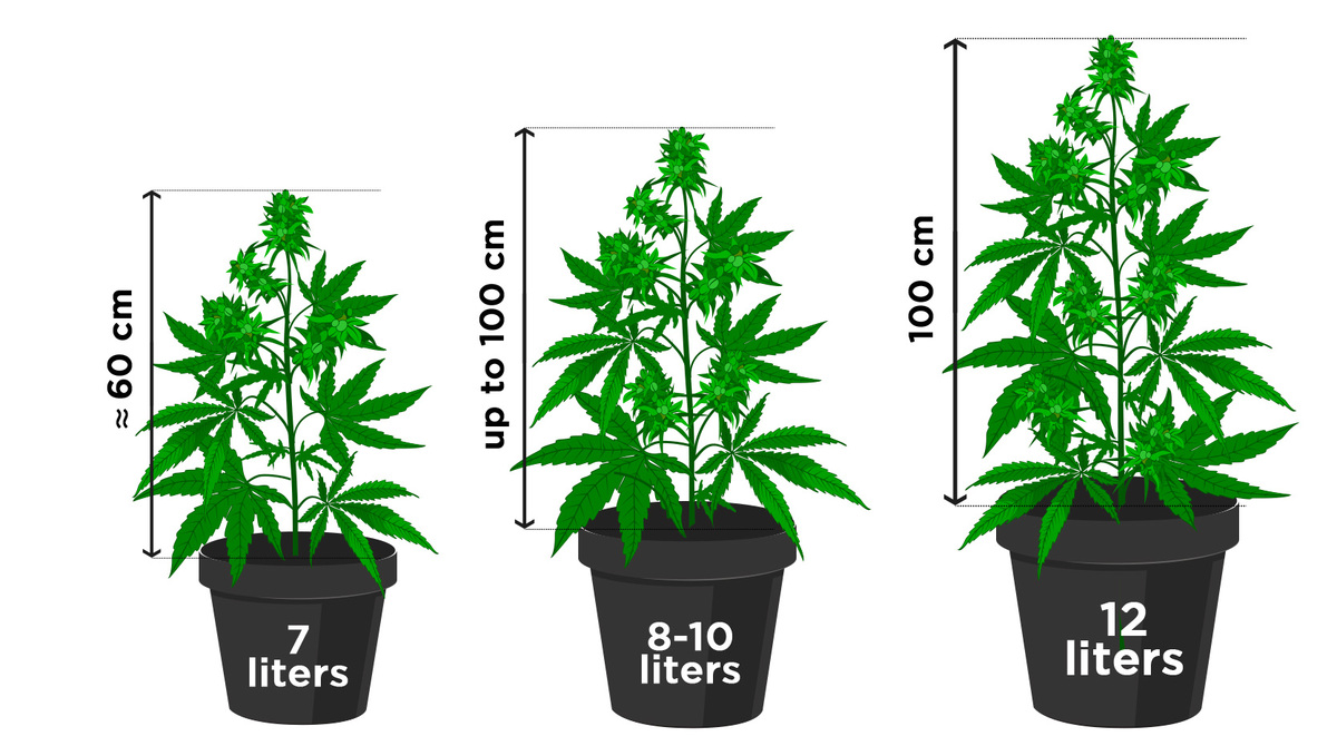 Best pot size for your plant