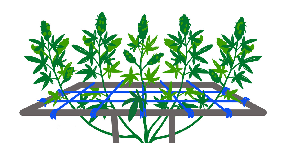 SCROG Screen of Green