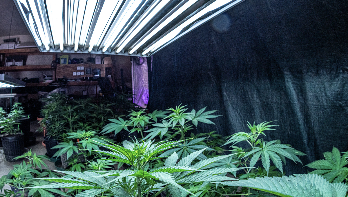 Best light spectrum for autos: autoflowers