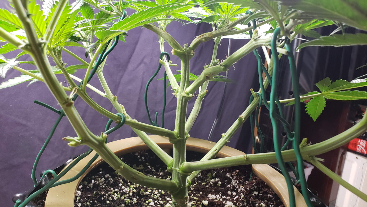 Strawberry Pie Auto Cannabis Strain Week-by-Week Guide: A 4-week-old lollipopped autoflower Strawberry Pie Auto Cannabis Strain Week-by-Week Guide: A 4-week-old lollipopped autoflower