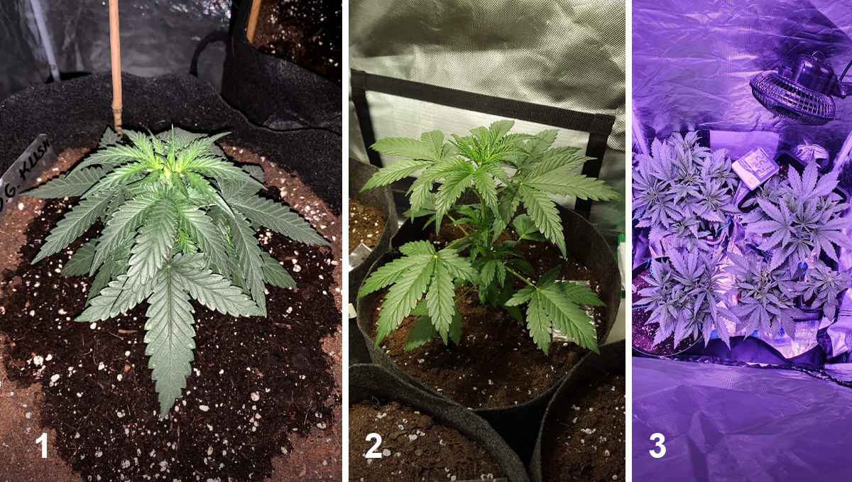 OG Kush Auto: week 3