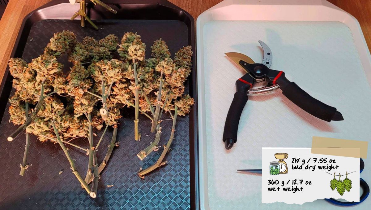 Gorilla Cookies Auto, guía semanal de la variedad: Cogollos justo después de trimming Gorilla Cookies Auto, guía semanal de la variedad: Cogollos justo después de trimming