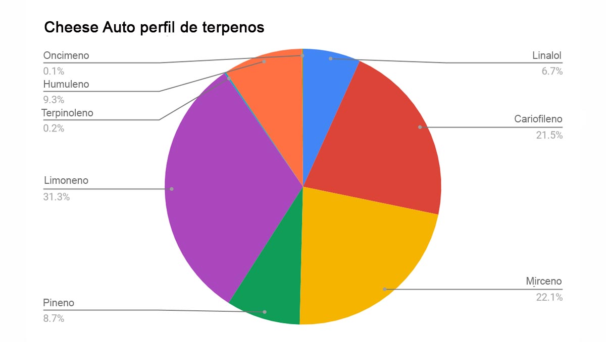 Cheese Auto: perfil de terpenos
