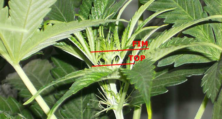 Can you train autoflowers? topping vs fimming Can you train autoflowers? topping vs fimming