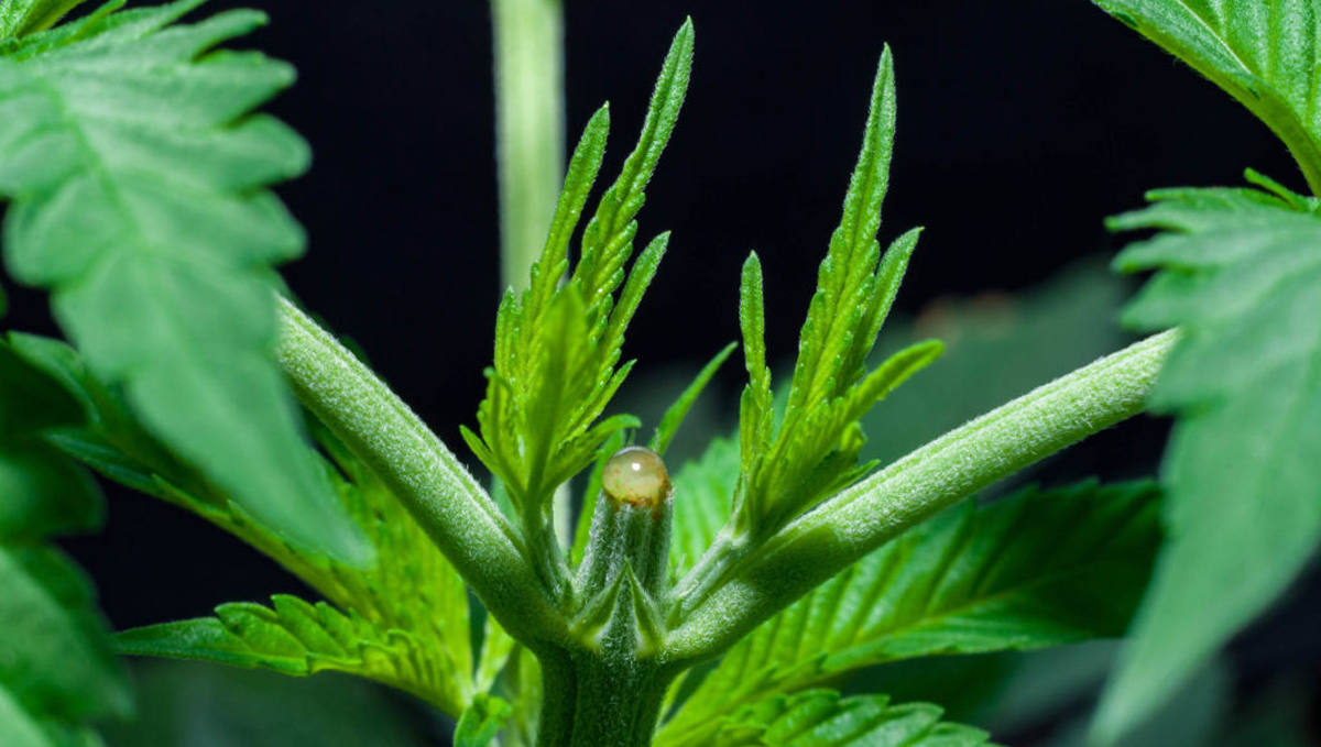 Topping um die Erträger deiner Autoflowers zu steigern