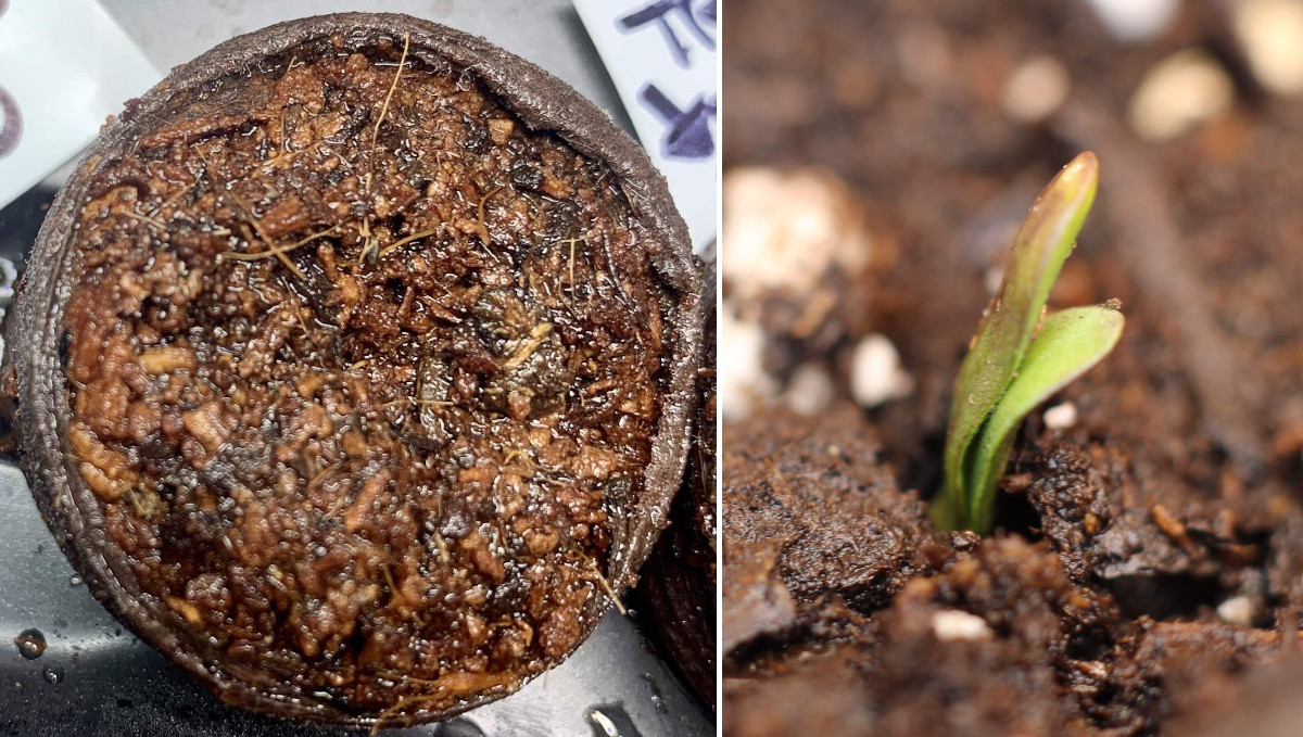 Gelato Auto Cannabis Strain Week-by-Week Guide: A pot seedling sprouting out a jiffy plug Gelato Auto Cannabis Strain Week-by-Week Guide: A pot seedling sprouting out a jiffy plug