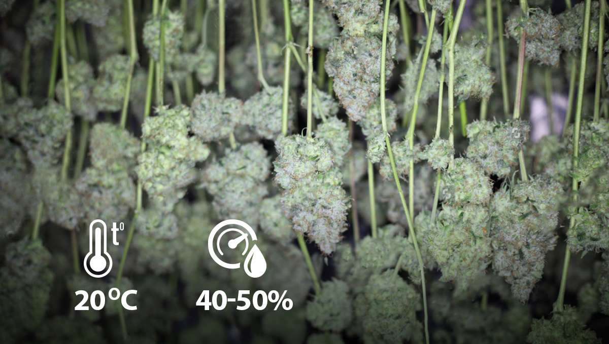 Cómo secar el cannabis: las mejores condiciones