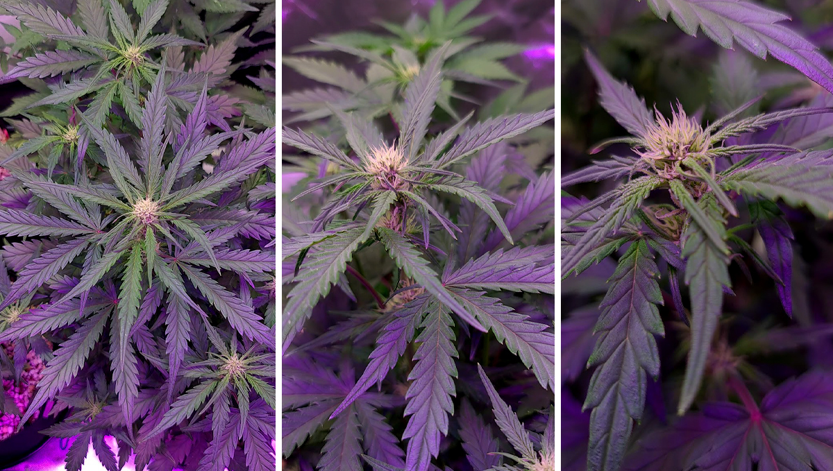 Chemdawg auto guide: week 5 Chemdawg auto guide: week 5