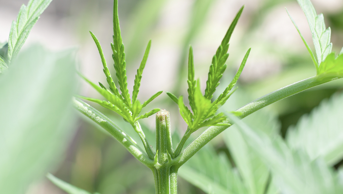 Cum să faci față creșterii lente a canabisului: antrenament cu stres ridicat