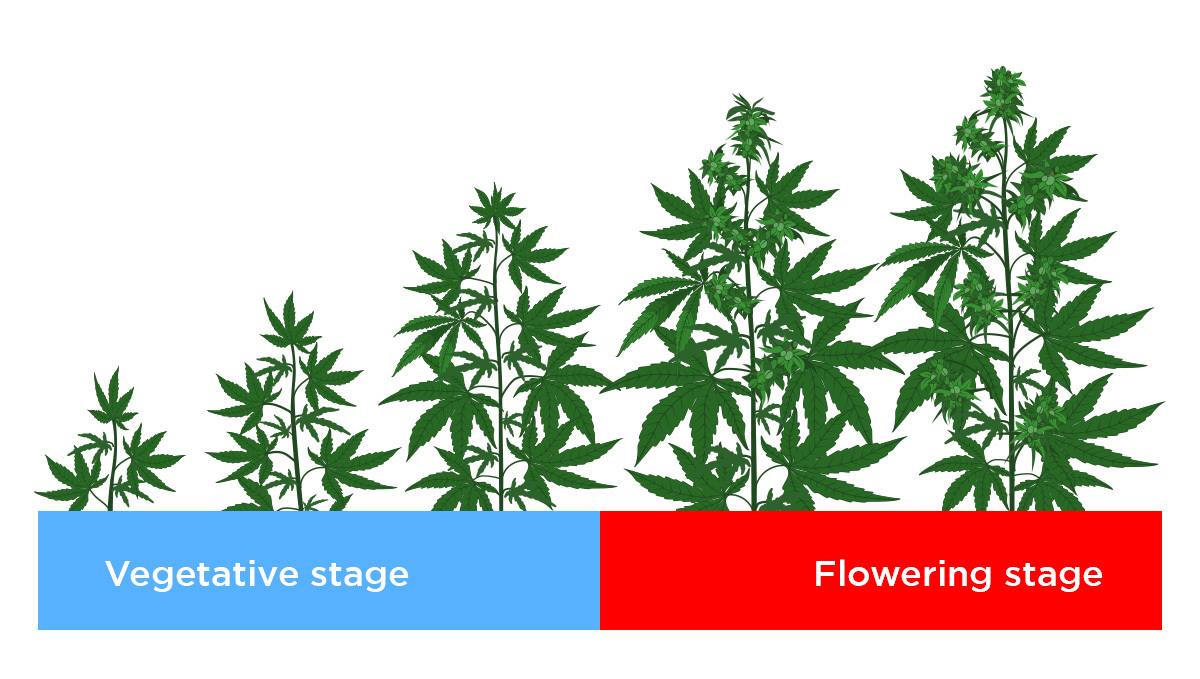 Best light spectrum for autos: light spectrum for each stage